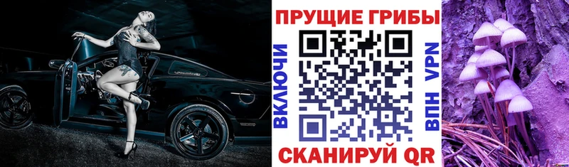 Купить  Багратионовск  Псилоцибиновые грибы Psilocybe 
